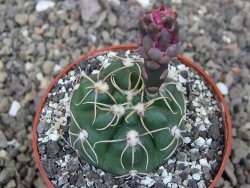 Gymnocalycium denudatum Jan Šuba, pot 6,5 cm - 12412678