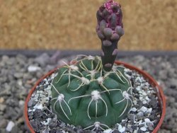 Gymnocalycium denudatum Jan Šuba, pot 6,5 cm - 12412679