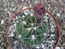 Gymnocalycium denudatum Jan Šuba, pot 6,5 cm - 12412680