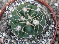 Gymnocalycium denudatum Jan Šuba, pot 6,5 cm - 12412681