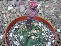 Gymnocalycium denudatum Jan Šuba, pot 6,5 cm