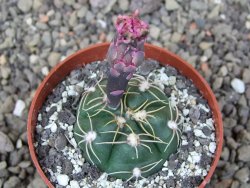 Gymnocalycium denudatum Jan Šuba, pot 6,5 cm - 12412683