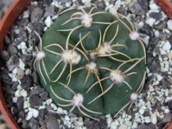 Gymnocalycium denudatum Jan Šuba, pot 6,5 cm - 12412684