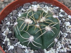 Gymnocalycium denudatum Jan Šuba, pot 6,5 cm - 12412685