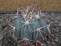 Echinocactus horizonthalonius květináč 5,5 cm - 12412686