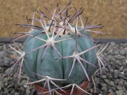 Echinocactus horizonthalonius květináč 5,5 cm