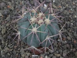 Echinocactus horizonthalonius květináč 5,5 cm - 12412688
