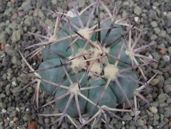 Echinocactus horizonthalonius květináč 5,5 cm - 12412689