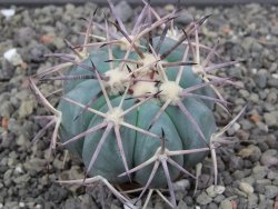 Echinocactus horizonthalonius květináč 5,5 cm - 12412690