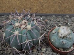 Echinocactus horizonthalonius květináč 5,5 cm - 12412691
