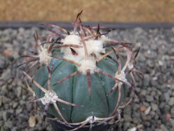 Echinocactus horizonthalonius květináč 5,5 cm - 12412692