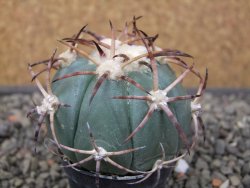Echinocactus horizonthalonius květináč 5,5 cm - 12412694
