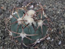 Echinocactus horizonthalonius květináč 5,5 cm - 12412695