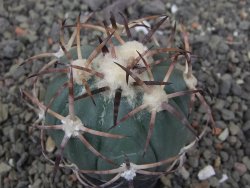 Echinocactus horizonthalonius květináč 5,5 cm - 12412696