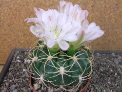 Gymnocalycium monvillei JS 169 pot 11 cm XXL