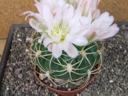 Gymnocalycium monvillei JS 169 pot 11 cm XXL - 12412701