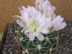 Gymnocalycium monvillei JS 169 pot 11 cm XXL - 12412702