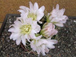 Gymnocalycium monvillei JS 169 pot 11 cm XXL - 12412703