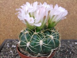 Gymnocalycium monvillei JS 169 pot 11 cm XXL - 12412704