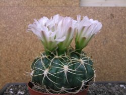 Gymnocalycium monvillei JS 169 pot 11 cm XXL - 12412705
