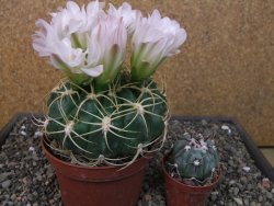 Gymnocalycium monvillei JS 169 pot 11 cm XXL - 12412706