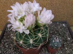 Gymnocalycium monvillei JS 169 pot 11 cm XXL - 12412707