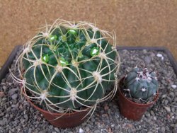 Gymnocalycium monvillei JS 169 pot 11 cm XXL - 12412708