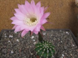 Echinopsis hybrid pot 5,5 cm