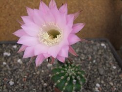Echinopsis hybrid pot 5,5 cm - 12412710