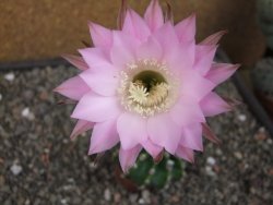 Echinopsis hybrid pot 5,5 cm - 12412711