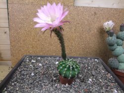 Echinopsis hybrid pot 5,5 cm - 12412712