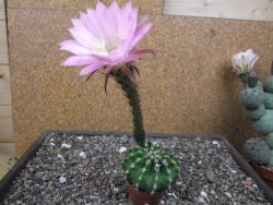 Echinopsis hybrid pot 5,5 cm - 12412713