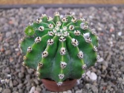 Echinopsis hybrid pot 5,5 cm - 12412714