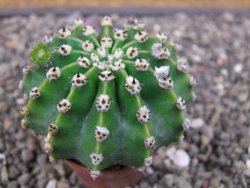 Echinopsis hybrid pot 5,5 cm - 12412715