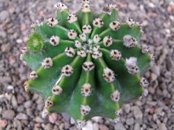 Echinopsis hybrid pot 5,5 cm - 12412716