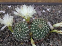 Sulcorebutia roberto vasquezii LH 1424 Chicisaca květináč 5,5 cm - 12412717