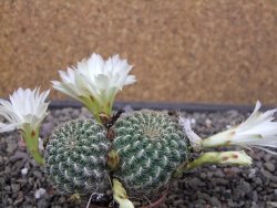 Sulcorebutia roberto vasquezii LH 1424 Chicisaca květináč 5,5 cm