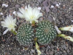 Sulcorebutia roberto vasquezii LH 1424 Chicisaca květináč 5,5 cm - 12412719
