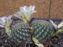 Sulcorebutia roberto vasquezii LH 1424 Chicisaca květináč 5,5 cm - 12412720