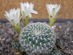 Sulcorebutia roberto vasquezii LH 1424 Chicisaca květináč 5,5 cm