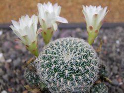 Sulcorebutia roberto vasquezii LH 1424 Chicisaca květináč 5,5 cm - 12412724