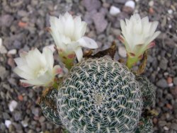 Sulcorebutia roberto vasquezii LH 1424 Chicisaca květináč 5,5 cm - 12412725
