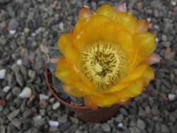 Acanthocalycium glaucum pot 5,5 cm - 12412729