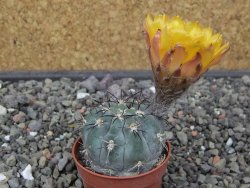Acanthocalycium glaucum pot 5,5 cm - 12412730