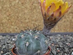 Acanthocalycium glaucum pot 5,5 cm - 12412731