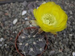 Acanthocalycium glaucum pot 5,5 cm