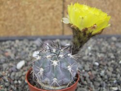 Acanthocalycium glaucum pot 5,5 cm - 12412733