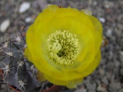 Acanthocalycium glaucum pot 5,5 cm - 12412734