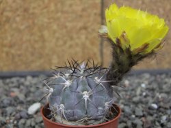 Acanthocalycium glaucum pot 5,5 cm - 12412735