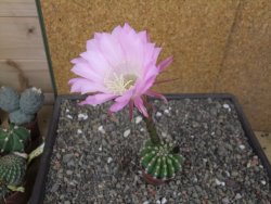 Echinopsis hybrid aff. eyresii pot 5,5 cm